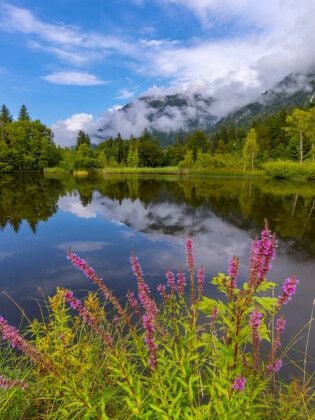 Produktbild: CALVENDO Puzzle Blutweiderich, Moorweiher | 1000 Teile Lege-Gr&ouml;&szlig;e 64x48cm Foto-Puzzle f&uuml;r gl&uuml;ckliche Stunden