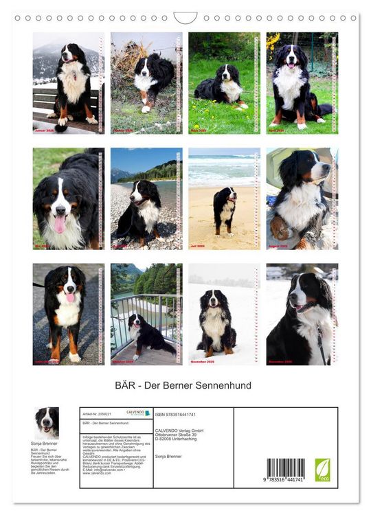 Produktbild: B&Auml;R - Der Berner Sennenhund (Wandkalender 2026 DIN A3 hoch), CALVENDO Monatskalender