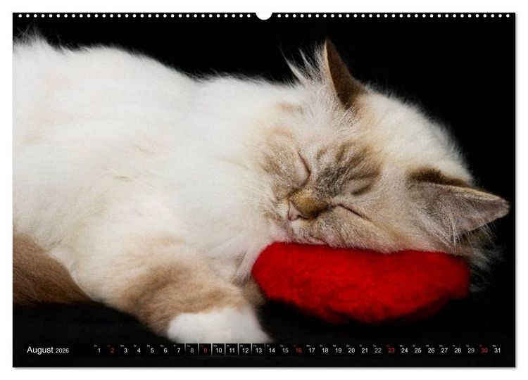 Produktbild: Rassekatzen (Wandkalender 2026 DIN A2 quer), CALVENDO Monatskalender