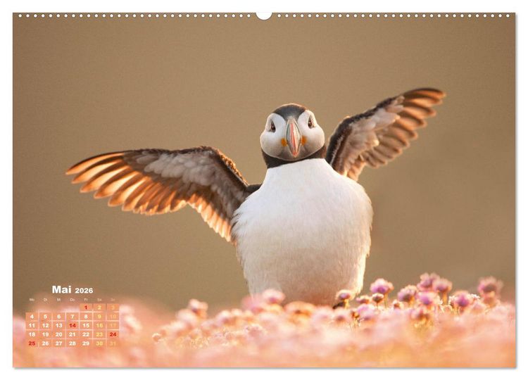 Produktbild: Naturschauspiele in Schottland (hochwertiger Premium Wandkalender 2026 DIN A2 quer), Kunstdruck in Hochglanz
