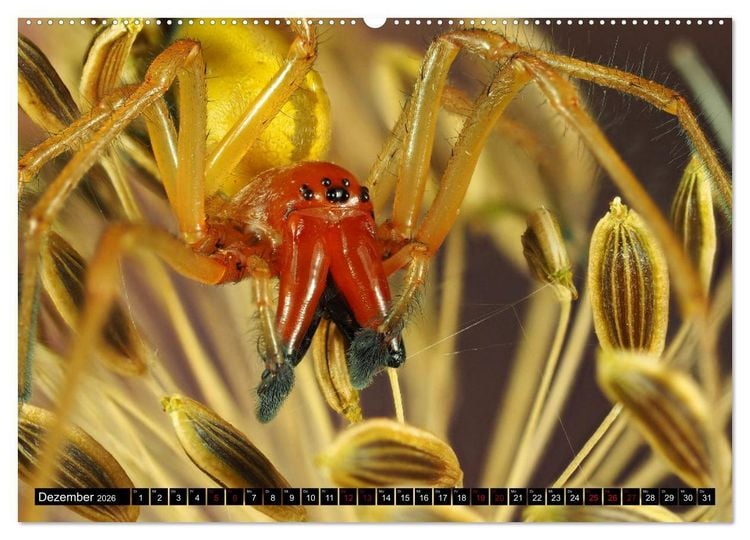 Produktbild: J&auml;ger auf acht Beinen (hochwertiger Premium Wandkalender 2026 DIN A2 quer), Kunstdruck in Hochglanz