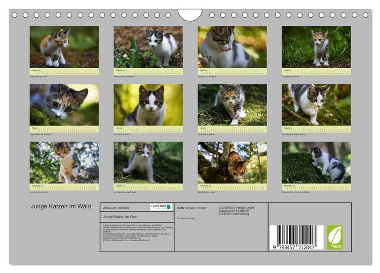 Produktbild: Junge Katzen im Wald (Wandkalender 2026 DIN A4 quer), CALVENDO Monatskalender