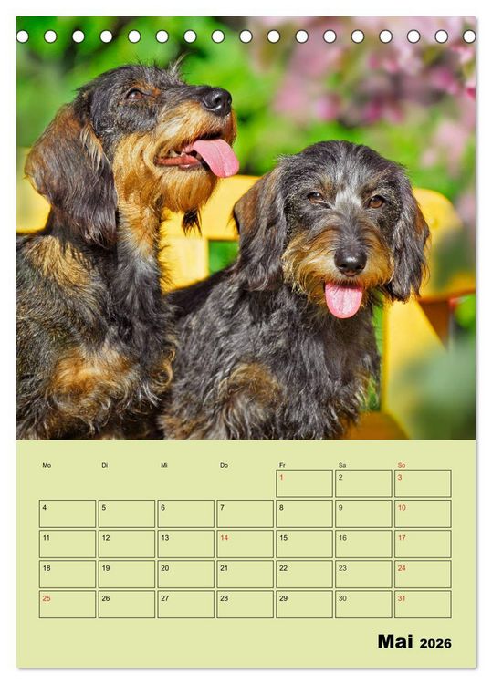 Produktbild: Dackeltr&auml;ume - Ein Familienplaner f&uuml;r das Jahr (Tischkalender 2026 DIN A5 hoch), CALVENDO Monatskalender