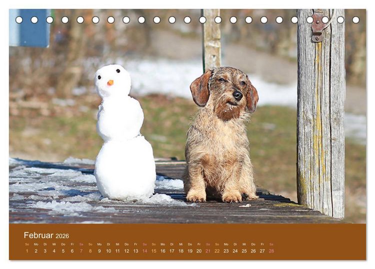 Produktbild: Der Dackel (Tischkalender 2026 DIN A5 quer), CALVENDO Monatskalender