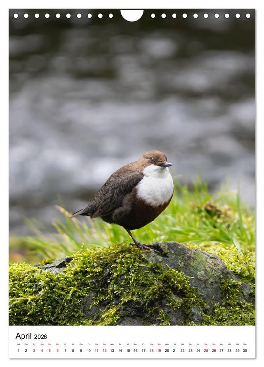 Produktbild: Heimische V&ouml;gel in Ihren G&auml;rten (Wandkalender 2026 DIN A4 hoch), CALVENDO Monatskalender