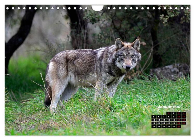 Produktbild: Willkommen Wolf (Wandkalender 2026 DIN A4 quer), CALVENDO Monatskalender