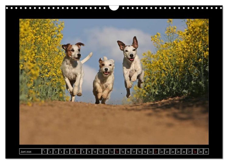 Produktbild: Parson Russell Terrier (Wandkalender 2026 DIN A3 quer), CALVENDO Monatskalender