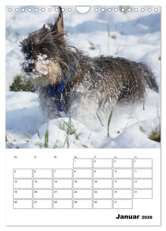 Produktbild: Liebenswerte Zwergrauhaardackel (Wandkalender 2026 DIN A4 hoch), CALVENDO Monatskalender