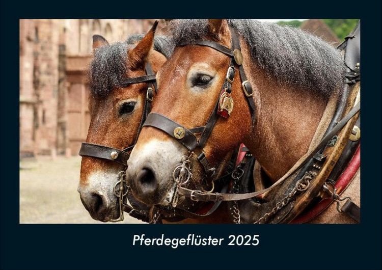 Produktbild: Pferdegefl&uuml;ster 2025 Fotokalender DIN A4