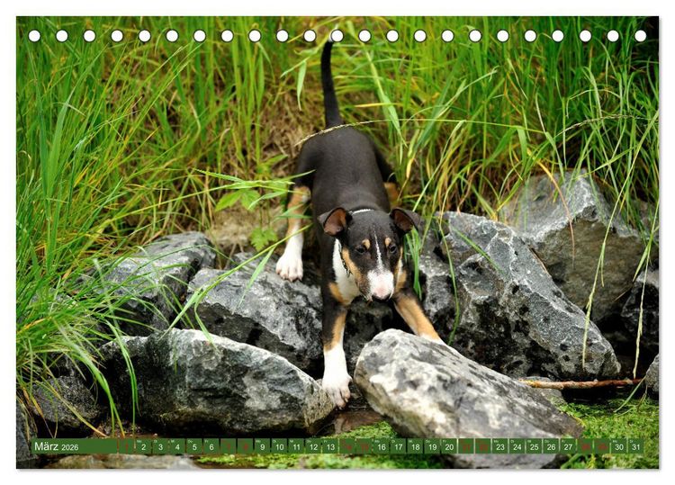 Produktbild: Bullterrier, Powerpakete auf 4 Pfoten (Tischkalender 2026 DIN A5 quer), CALVENDO Monatskalender