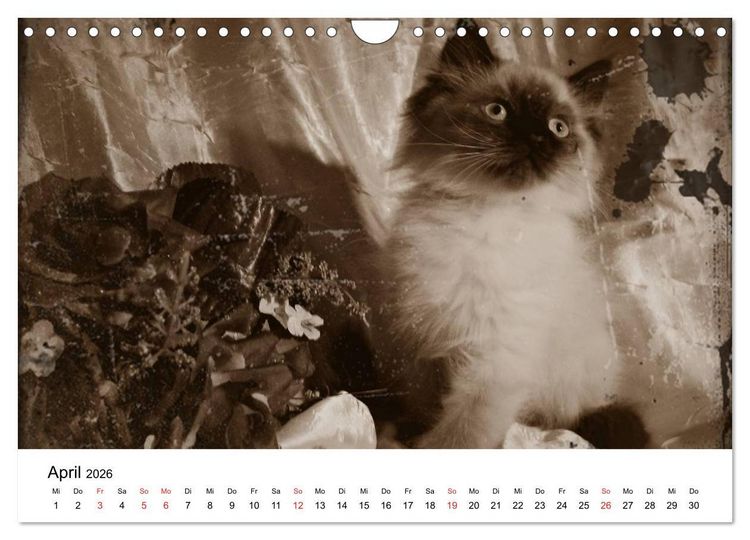 Produktbild: Oma's Katzenkalender 2026 (Wandkalender 2026 DIN A4 quer), CALVENDO Monatskalender