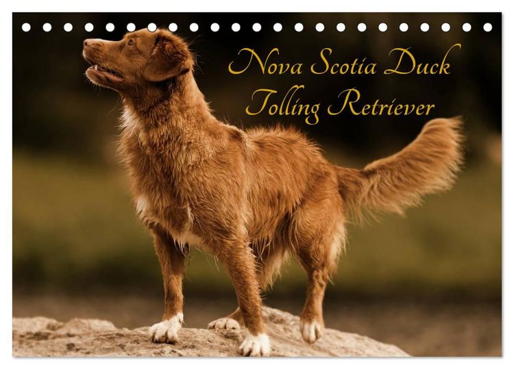 Produktbild: Nova Scotia Duck Tolling Retriever (Tischkalender 2027 DIN A5 quer), CALVENDO Monatskalender