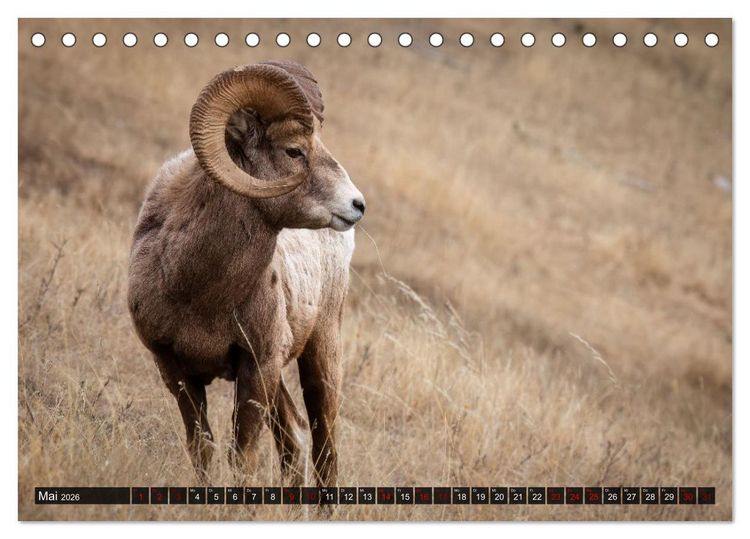 Produktbild: Wildtierkalender (Tischkalender 2026 DIN A5 quer), CALVENDO Monatskalender
