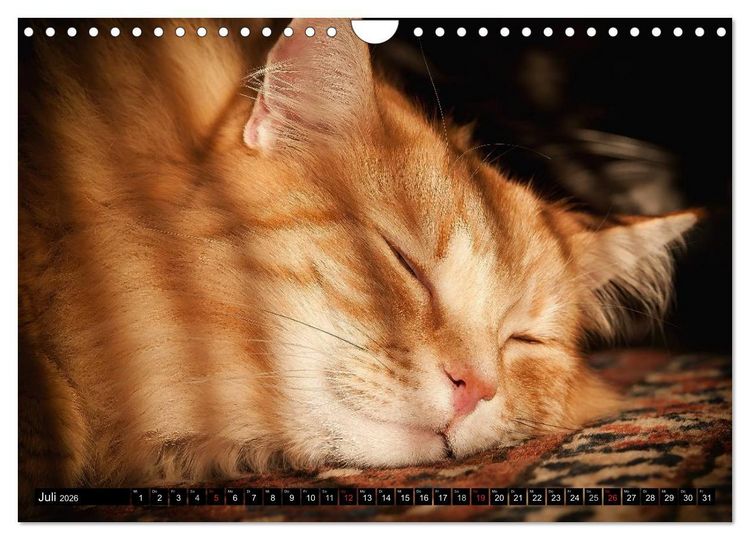 Produktbild: KATZEN Beautys (Wandkalender 2026 DIN A4 quer), CALVENDO Monatskalender