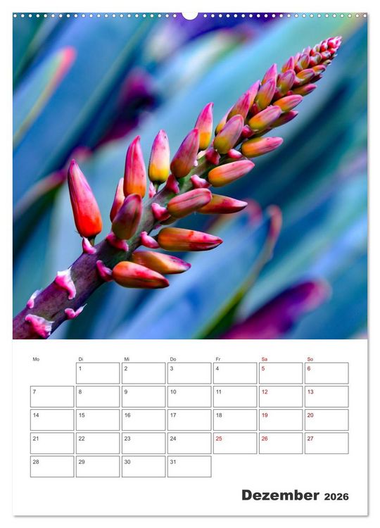 Produktbild: Dornige Sch&ouml;nheiten - Kakteen und Sukkulenten (Wandkalender 2026 DIN A2 hoch), CALVENDO Monatskalender