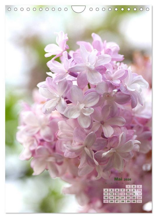 Produktbild: Fliederbl&uuml;te (Wandkalender 2026 DIN A4 hoch), CALVENDO Monatskalender