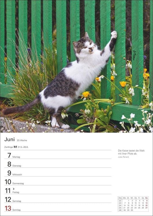 Produktbild: Katzen Wochenplaner 2027 - 53 faszinierende Fotografien