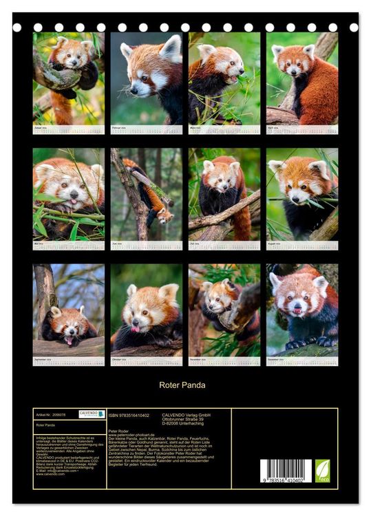 Produktbild: Roter Panda (Tischkalender 2026 DIN A5 hoch), CALVENDO Monatskalender