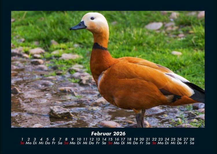 Produktbild: Enten 2026 Fotokalender DIN A4