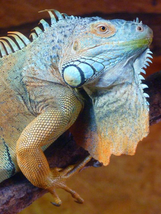 Produktbild: CALVENDO Puzzle Gr&uuml;ner Leguan | 1000 Teile Lege-Gr&ouml;&szlig;e 64x48cm Foto-Puzzle f&uuml;r gl&uuml;ckliche Stunden