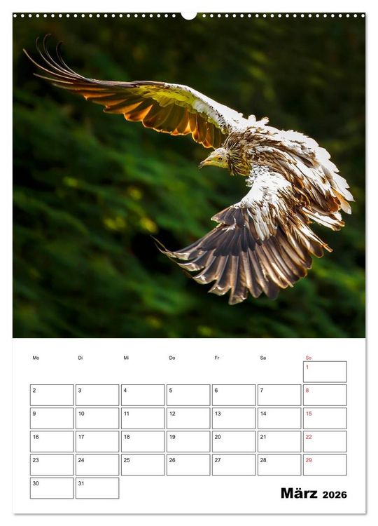 Produktbild: Raub- und Greifv&ouml;gel im Flug (hochwertiger Premium Wandkalender 2026 DIN A2 hoch), Kunstdruck in Hochglanz