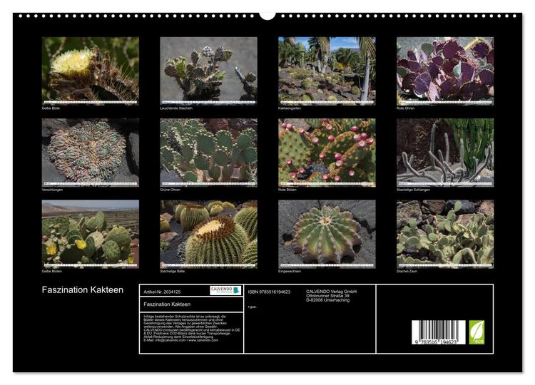 Produktbild: Faszination Kakteen (hochwertiger Premium Wandkalender 2026 DIN A2 quer), Kunstdruck in Hochglanz