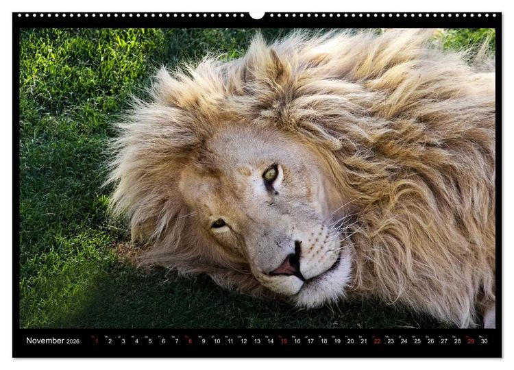 Produktbild: S&Uuml;DAFRIKA Augenblicke (Wandkalender 2026 DIN A2 quer), CALVENDO Monatskalender