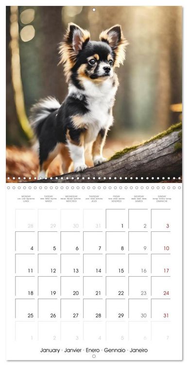 Produktbild: Chihuahuas - Companions for the Whole Year (Wall Calendar 2027 12 &times; 12 Inch) CALVENDO 12 Month Wall Calendar