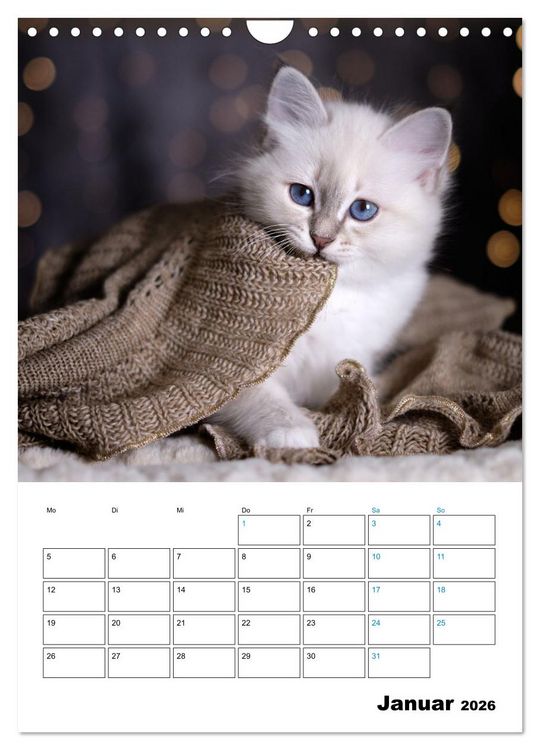 Produktbild: Heilige Birma Kitten - s&uuml;&szlig;e kleine Flauschb&auml;llchen (Wandkalender 2026 DIN A4 hoch), CALVENDO Monatskalender