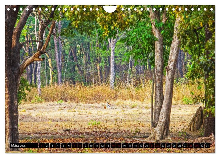 Produktbild: Indien - Im Reich des Tigers (Wandkalender 2026 DIN A4 quer), CALVENDO Monatskalender