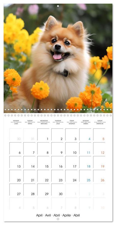 Produktbild: Portraits de petits chiens (Calendrier mural carr&eacute; 2026 30x30 cm) Calendrier double avec une page pour vos prises de notes