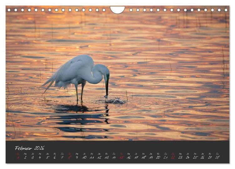 Produktbild: Natur erleben Seewinkel-Neusiedlersee (Wandkalender 2026 DIN A4 quer), CALVENDO Monatskalender