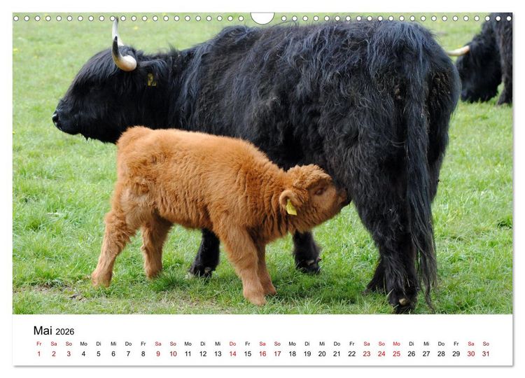 Produktbild: Die Schottischen Hochlandrinder und ihr Nachwuchs (Wandkalender 2026 DIN A3 quer), CALVENDO Monatskalender