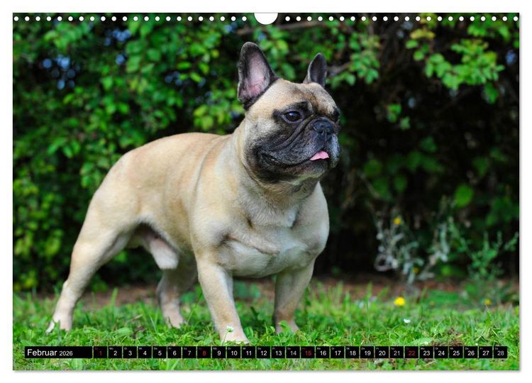 Produktbild: Franz&ouml;sische Bulldogge - Clown auf 4 Pfoten (Wandkalender 2026 DIN A3 quer), CALVENDO Monatskalender