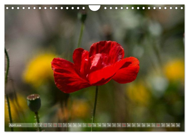 Produktbild: Mohn (Wandkalender 2026 DIN A4 quer), CALVENDO Monatskalender