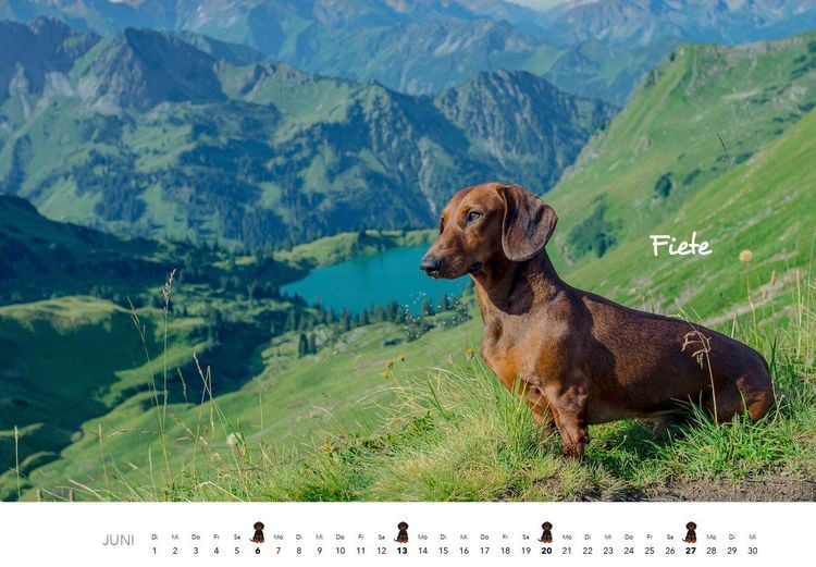 Produktbild: Dackel 2027 Wandkalender Hundekalender