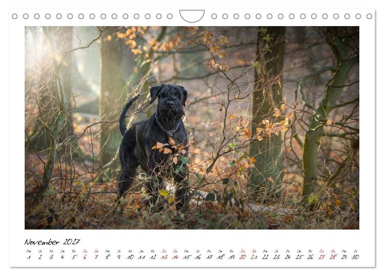 Produktbild: Riesenschnauzer - Herz auf vier Pfoten (Wandkalender 2027 DIN A4 quer), CALVENDO Monatskalender