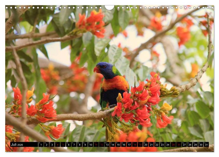 Produktbild: Koala, K&auml;nguru und Co. &ndash; Das wilde Tierreich Australiens (Wandkalender 2026 DIN A3 quer), CALVENDO Monatskalender