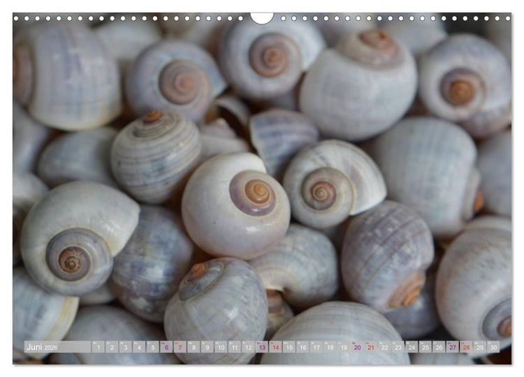 Produktbild: H&auml;user der Meere: Muscheln - Seeigel - Schnecken (Wandkalender 2026 DIN A3 quer), CALVENDO Monatskalender