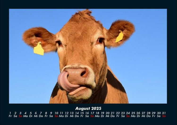 Produktbild: Kuhkalender 2025 Fotokalender DIN A4