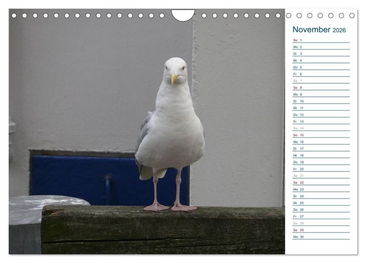 Produktbild: M&ouml;wen - Von der Ostsee bis zum Atlantik (Wandkalender 2026 DIN A4 quer), CALVENDO Monatskalender