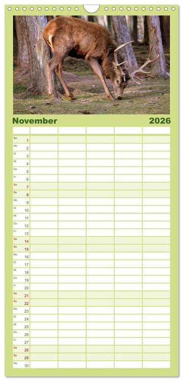 Produktbild: Familienplaner 2026 - Hirsche - K&ouml;nige des Waldes mit 5 Spalten (Wandkalender, 21 x 45 cm) CALVENDO
