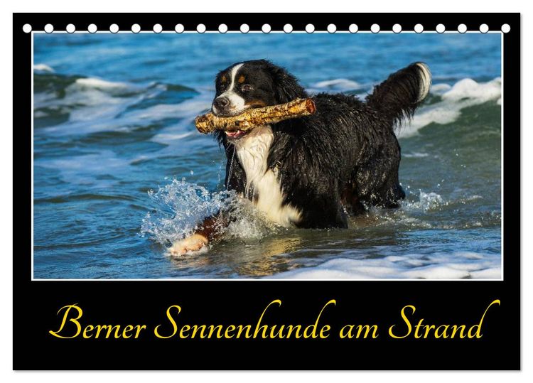 Produktbild: Berner Sennenhunde am Strand (Tischkalender 2026 DIN A5 quer), CALVENDO Monatskalender