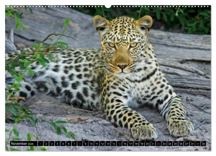 Produktbild: Die Lautlosen. Geparden und Leoparden (hochwertiger Premium Wandkalender 2026 DIN A2 quer), Kunstdruck in Hochglanz