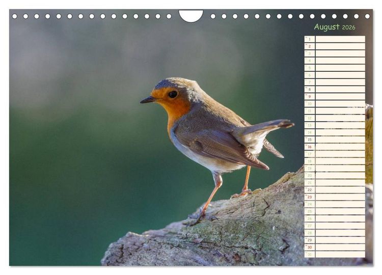 Produktbild: Gefiederte Sch&ouml;nheiten - Das Rotkehlchen / Planer (Wandkalender 2026 DIN A4 quer), CALVENDO Monatskalender