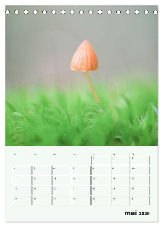 Produktbild: Champignons magiques - Beaut&eacute;s &eacute;ph&eacute;m&egrave;res (Calendrier de bureau 2026 DIN A5 horizontal), CALVENDO calendrier mensuel