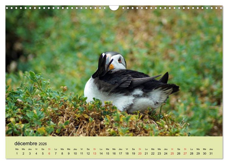 Produktbild: Macareux-moines Des petits oiseaux originaux! (Calendrier mural 2026 DIN A3 vertical), CALVENDO calendrier mensuel