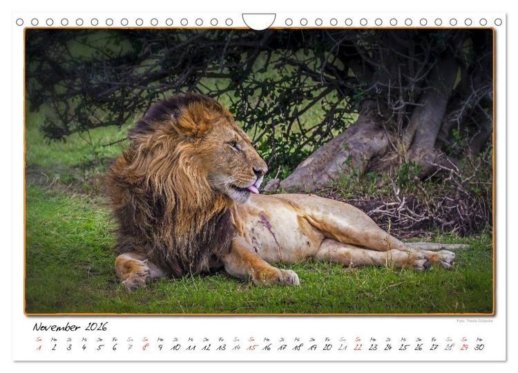 Produktbild: Abenteuer Masai Mara (Wandkalender 2026 DIN A4 quer), CALVENDO Monatskalender