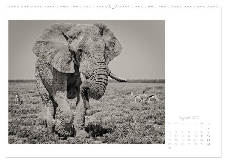 Produktbild: Elefanten in Etosha (Wandkalender 2026 DIN A2 quer), CALVENDO Monatskalender