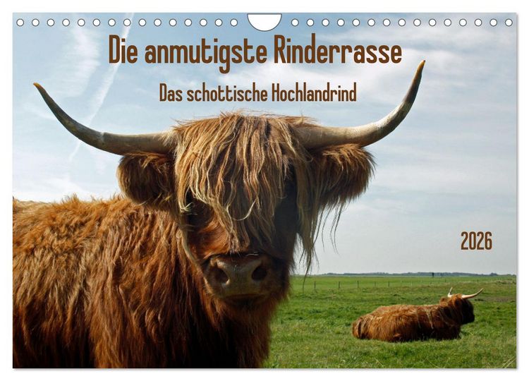 Produktbild: Die anmutigste Rinderrasse - Das schottische Hochlandrind (Wandkalender 2026 DIN A4 quer), CALVENDO Monatskalender